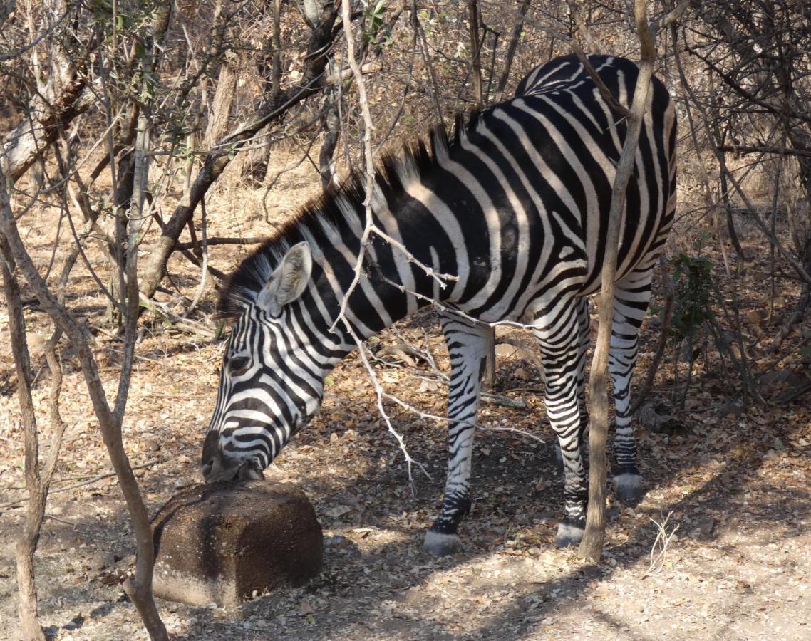 Weltevrede Lodge - Self Catering Houses Marloth Park Exterior foto