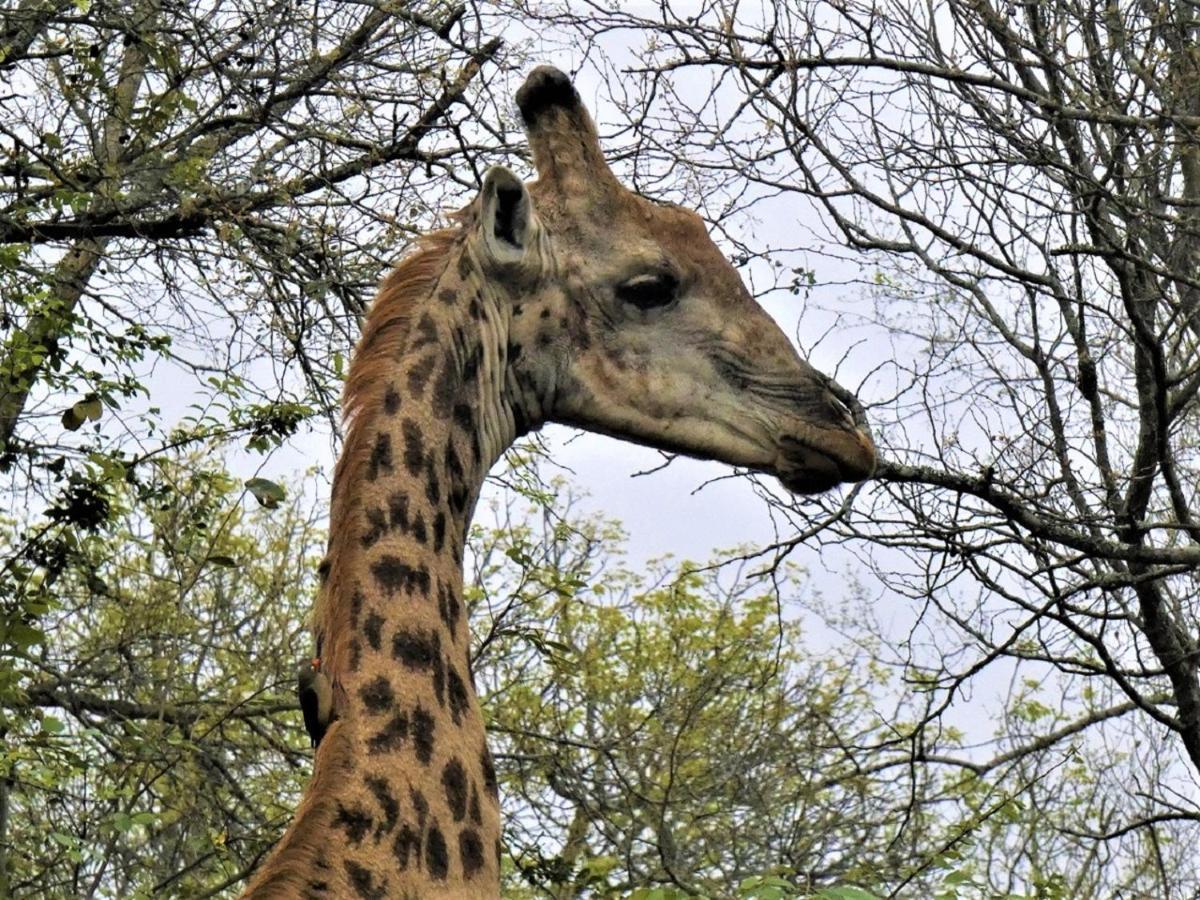 Weltevrede Lodge - Self Catering Houses Marloth Park Exterior foto